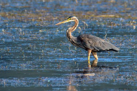 Purple heron south africa 1