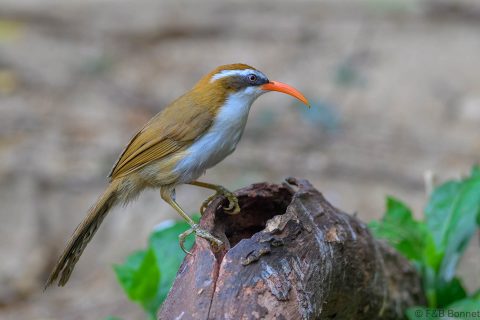 Red-billed Scimitar Babbler_China-1