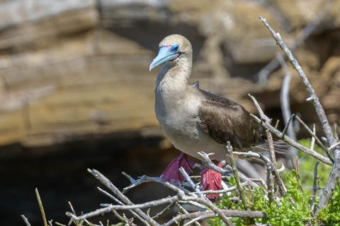 Red-footed Booby_Ecuador-3
