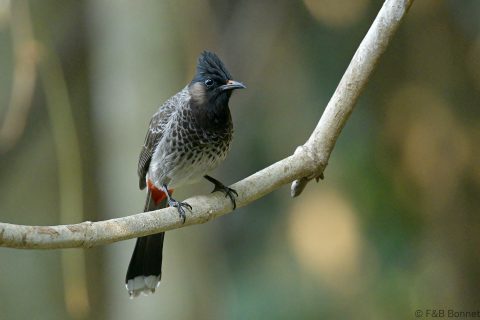 Red-vented Bulbul_China-4