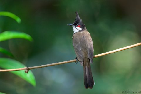 Red-whiskered Bulbul_China-3