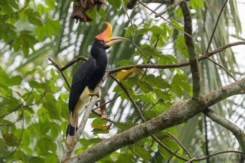 Rhinoceros hornbill thailand 3
