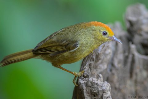 Rufous-capped Babbler_China-1