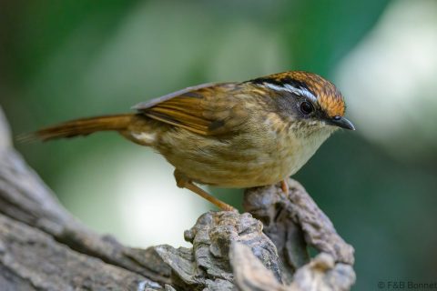Rusty-capped Fulvetta_China-1