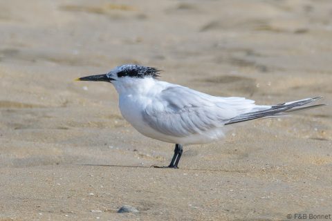 Sandwich Tern_France-2