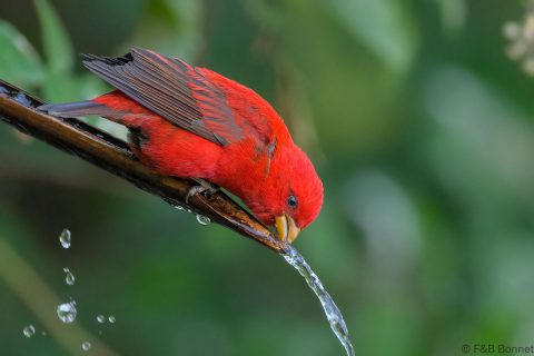 Scarlet Finch_China-6