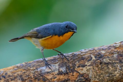 Slaty-backed Flycatcher_China-1