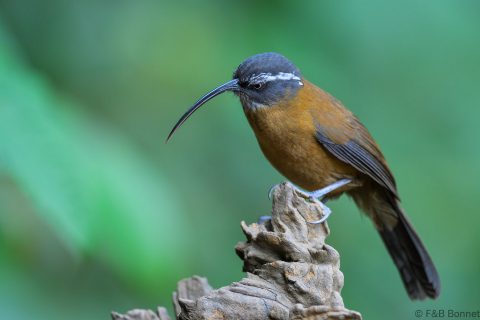 Slender-billed Scimitar Babbler_China-1