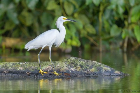 Snowy egret ecuador 1