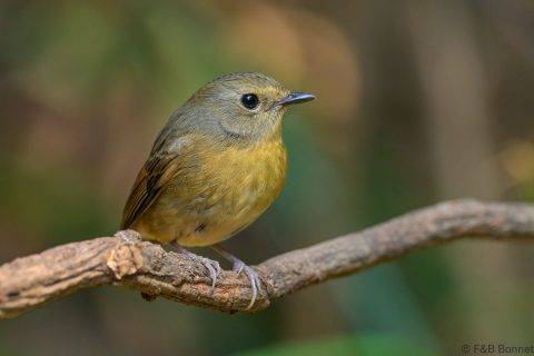 Snowy-browed Flycatcher_China-1