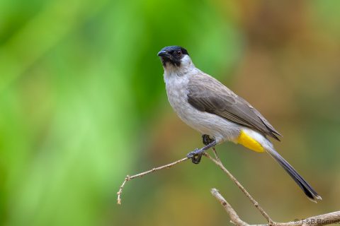 Sooty headed bulbul thailand 4