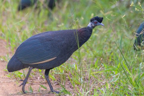 Southern Crested Guineafowl South Africa