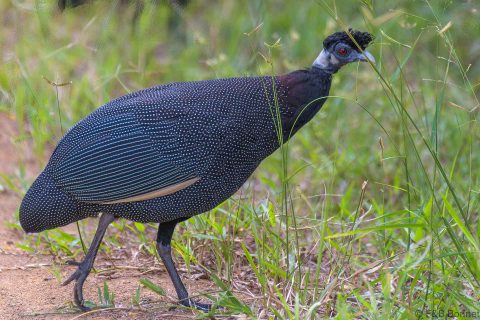 Southern Crested Guineafowl_South Africa-3