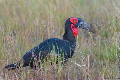 Southern ground hornbill botswana 1