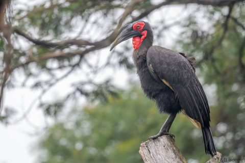Southern Ground Hornbill South Africa