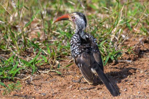 Southern red billed hornbill south africa 2
