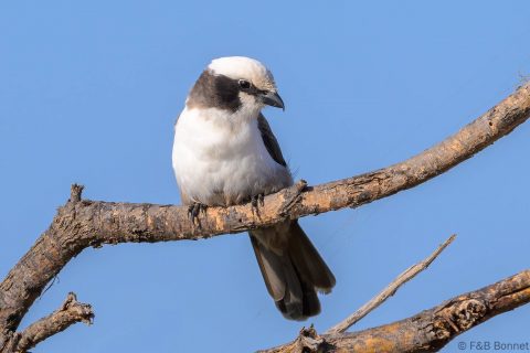 Southern White-crowned Shrike_South Africa-1