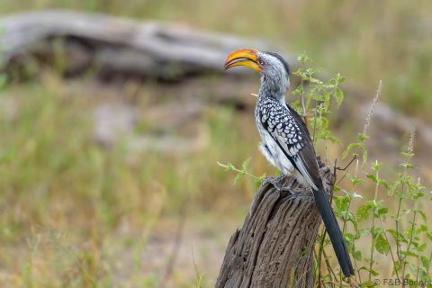 Southern yellow billed hornbill botswana 1