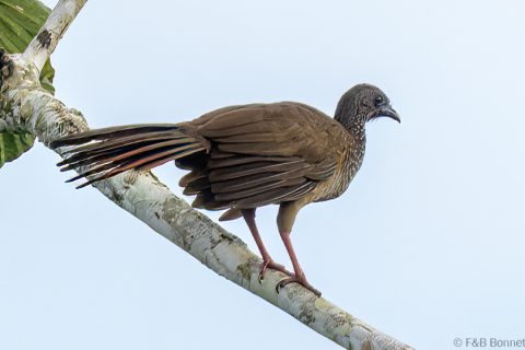Speckled Chachalaca_Ecuador-1