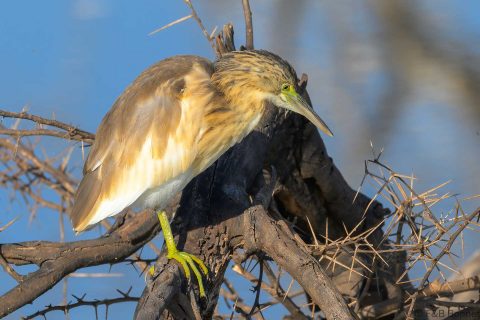 Squacco heron south africa 2