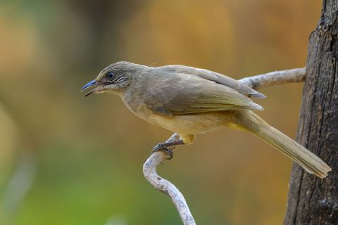 Streak eared bulbul thailand 9
