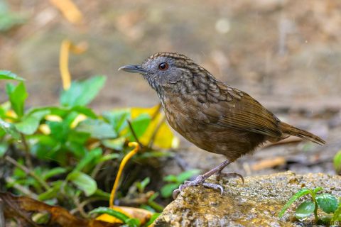 Streaked Wren-Babbler_China-1