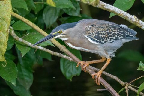 Striated heron thailand 2