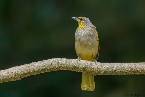 Stripe throated bulbul thailand 6