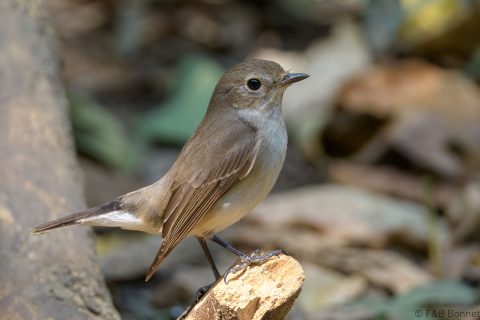 Taiga flycatcher thailand 6