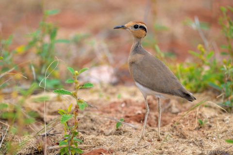 Temminck's Courser_South Africa-1
