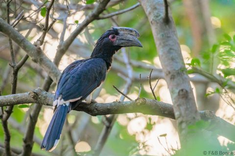 Trumpeter Hornbill South Africa