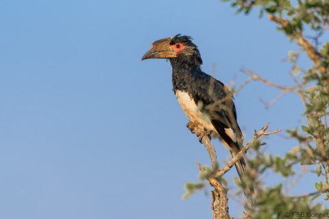 Trumpeter hornbill south africa 4