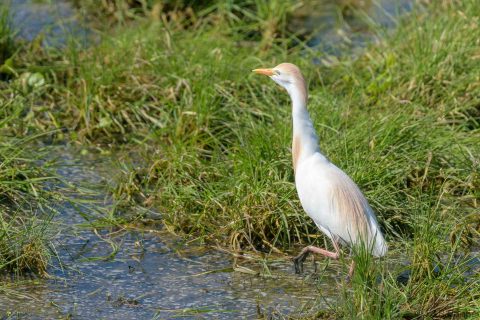 Western cattle egret france 1