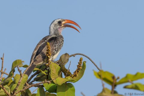 Western red billed hornbilll senegal 1