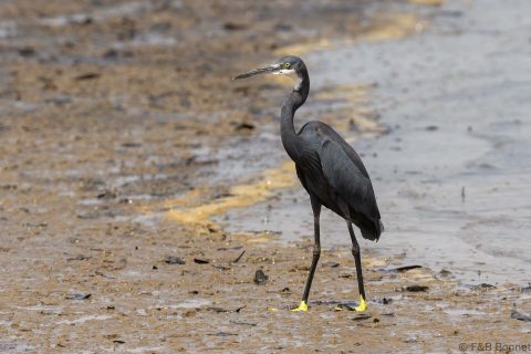 Western reef heron senegal 1