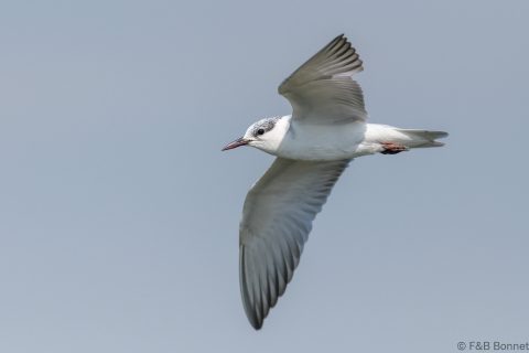 Whiskered Tern_Thailand-4