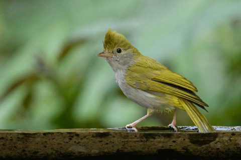 White-bellied Erpornis_China-1