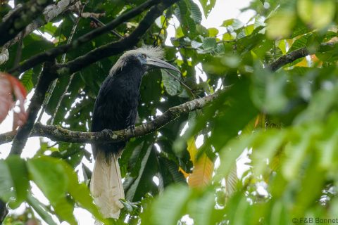 White crowned hornbill thailand 1