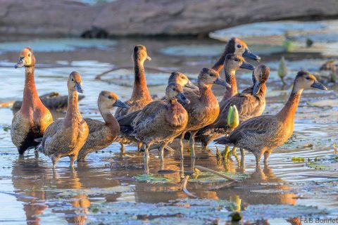 White faced whistling duck south africa 2