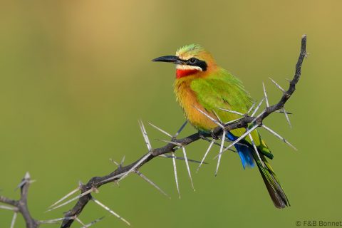 White fronted bee eater south africa 3