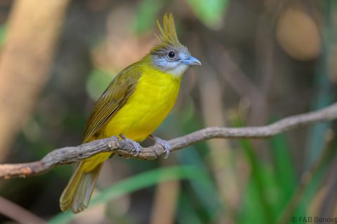 White-throated Bulbul_China-3hina 3