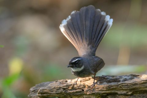 White-throated Fantail_China-3