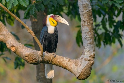 Wreathed hornbilll china 3