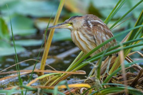 Yellow bittern thailand 3