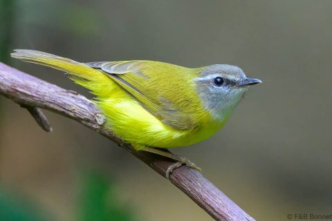 Yellow-bellied Warbler_China-2