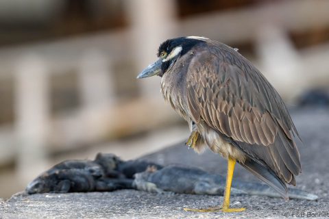 Yellow crowned night heron ecuador 1