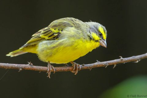 Yellow-fronted Canary_South Africa-2
