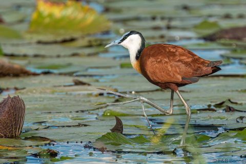 African jacana botswana 1