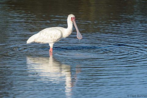 African spoonbill botswana 1