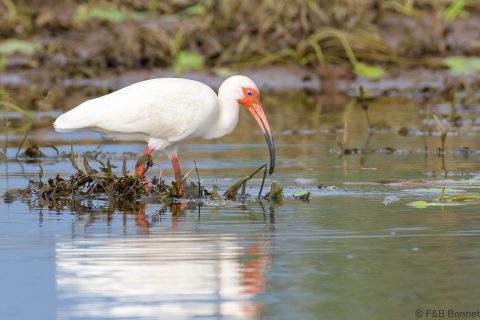 American white ibis costa rica 2
